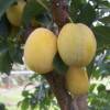 Albaricoque-Ciruela Mirabelle Pluot 'Aprimira'