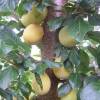 Albaricoque-Ciruela Mirabelle Pluot 'Aprimira'