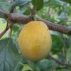 Albaricoque-Ciruela Mirabelle Pluot 'Aprimira'