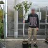 Albaricoque-Ciruela Mirabelle Pluot 'Aprimira'