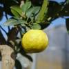 Limonero Pursha