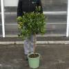 Limonero Pursha