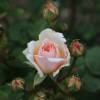 Rosal 'Princesse Charlne de Monaco'