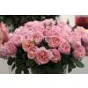 Rosal 'Princesse Charlne de Monaco'