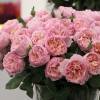 Rosal 'Princesse Charlne de Monaco'