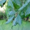Roble zen, roble canario