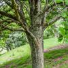 Roble zen, roble canario