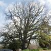 Roble zen, roble canario