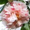 Camelia de Jap�n bicolor