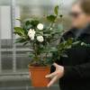 Camelia de Jap�n blanca