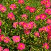 Helianthemum rosa