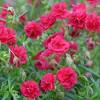 Helianthemum rojo