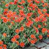 Helianthemum naranja
