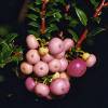 Gaulteria rosa