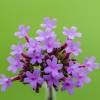 Verbena de Buenos Aires