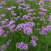 Verbena de Buenos Aires