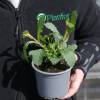 Verbena de Buenos Aires