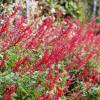 Salvia pionera, hierba de burro, salvia