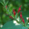 Salvia pionera, hierba de burro, salvia