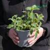 Salvia pionera, hierba de burro, salvia