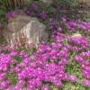 Alfombra rosa