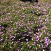 Alfombra rosa