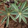 Altramuz, Lupino rosa