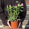 Rosa del desierto - Flores rosas
