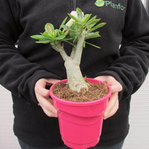 Rosa Del Desierto Flores Rosas Venta Rosa Del Desierto