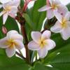 Frangipani