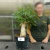 Baobab Specimen