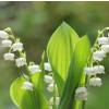 Muguet blanco, Lirio del Valle blanco