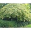 Arce japons 'Dissectum viridis'