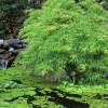 Arce japonés 'Dissectum viridis'