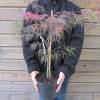 Arce japons 'Dissectum garnet'