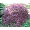 Arce japons 'Ornatum'