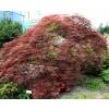 Arce japons 'Ornatum'