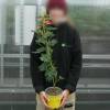 Planta Prohibida en Espaa-Mimosa 'Gaulois Astier'
