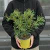 Planta Prohibida en Espaa-Mimosa 'Gaulois Astier'