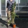 Planta Prohibida en Espa�a-Mimosa 'Gaulois Astier'