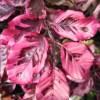 Haya de flores tricolores