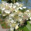 Aronia arbutifolia 'Brilliant'