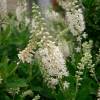 Clethra alnifolia 'Pink Spire'