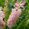 Clethra alnifolia 'Pink Spire'