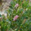 Clethra alnifolia 'Pink Spire'