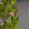 Clethra alnifolia 'Pink Spire'