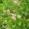 Clethra alnifolia 'Pink Spire'