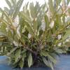 Laurel cerezo 'Otto luyken'