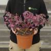 Loropetalum