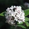 Viburnum carlesii 'Aurora'